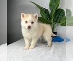 Small Photo #6 Pomsky Puppy For Sale in FRANKLIN, IN, USA