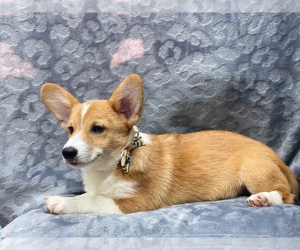 Medium Photo #11 Pembroke Welsh Corgi Puppy For Sale in LAKELAND, FL, USA