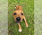 Small #3 Mutt