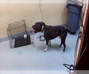 Mutt Dogs for adoption in Tulsa, OK, USA