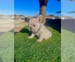 Small #4 French Bulldog