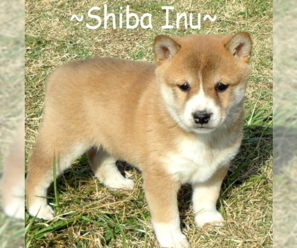 Medium Photo #2 Shiba Inu Puppy For Sale in FOYIL, OK, USA