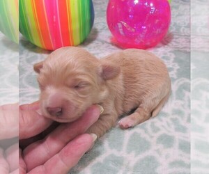 Wapoo Puppy for sale in RATTAN, OK, USA