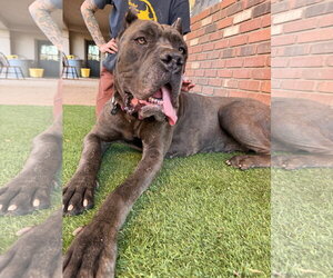 China - Female Mutt Dog for Adoption - Photo #2