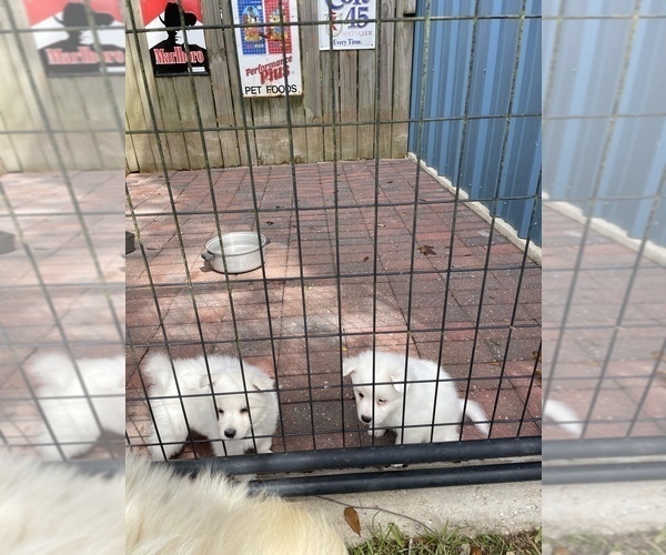Medium Photo #11 Miniature American Eskimo Puppy For Sale in PENSACOLA, FL, USA