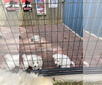 Small Photo #11 Miniature American Eskimo Puppy For Sale in PENSACOLA, FL, USA
