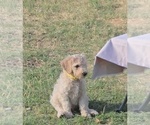 Puppy Ghost Labradoodle