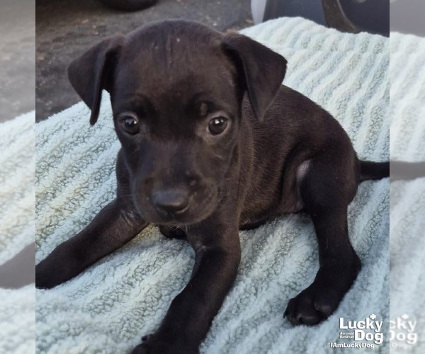 Medium Photo #1 Labrador Retriever-Unknown Mix Puppy For Sale in Washington, DC, USA