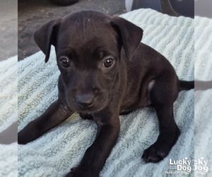 Labrador Retriever-Unknown Mix Dogs for adoption in Washington, DC, USA