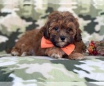 Small Photo #13 Shih-Poo Puppy For Sale in LAKELAND, FL, USA