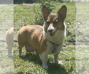 Mother of the Pembroke Welsh Corgi puppies born on 07/17/2022