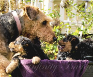 Airedale Terrier Puppy for sale in OLEAN, NY, USA