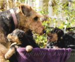 Small Photo #1 Airedale Terrier Puppy For Sale in OLEAN, NY, USA