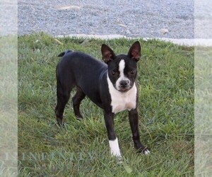 Boston Terrier Puppy for sale in NOTTINGHAM, PA, USA