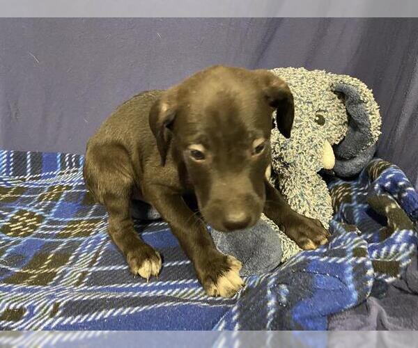 Medium Photo #1 Labrador Retriever-Unknown Mix Puppy For Sale in Modesto, CA, USA