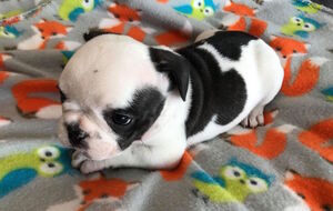 French Bulldog Puppy for sale in CHARLESTON, SC, USA