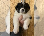 Small Photo #4 Australian Shepherd Puppy For Sale in ASHLAND CITY, TN, USA