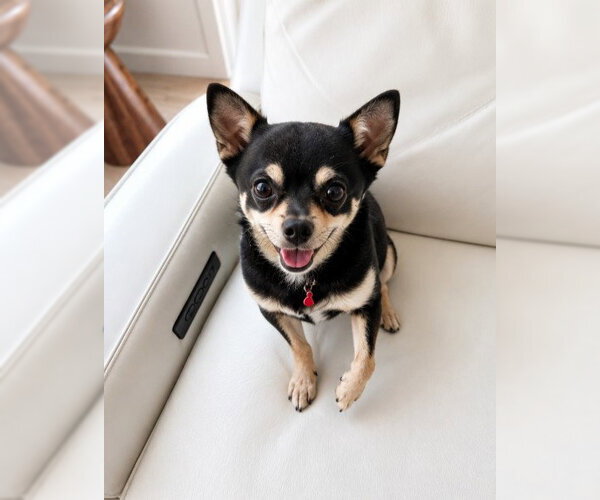 Medium Photo #4 Chihuahua-Shiba Inu Mix Puppy For Sale in San Diego, CA, USA