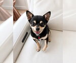 Small #3 Chihuahua-Shiba Inu Mix