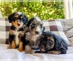 Small Photo #1 Aussiedoodle Miniature  Puppy For Sale in BOGART, GA, USA