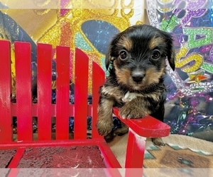 YorkiePoo Puppy for sale in CASSVILLE, MO, USA