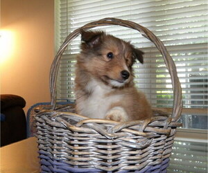 Shetland Sheepdog Puppy for sale in DALLAS, TX, USA