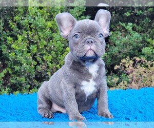 French Bulldog Puppy for sale in BOSTON, MA, USA