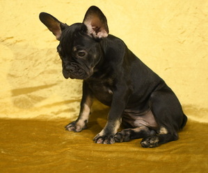 French Bulldog Puppy for sale in SUGAR LAND, TX, USA