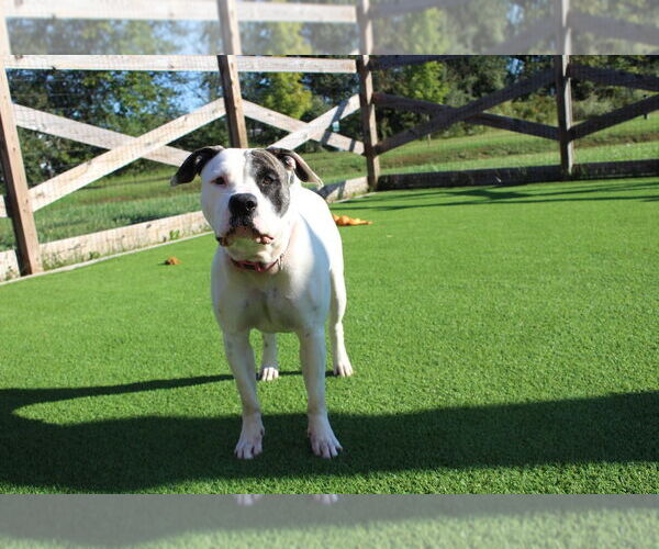Medium Photo #3 American Bulldog Puppy For Sale in Chestertown, MD, USA