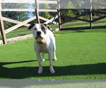 Small #2 American Bulldog