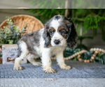 Small Photo #6 Cocker Spaniel Puppy For Sale in SEAMAN, OH, USA