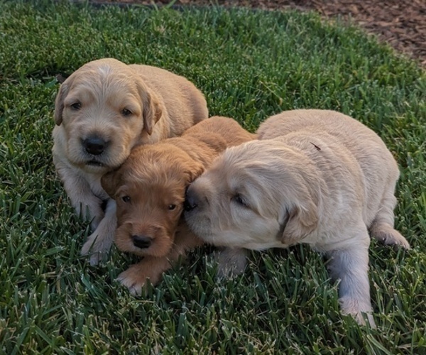 Medium Photo #1 English Cream Golden Retriever Puppy For Sale in SACRAMENTO, CA, USA