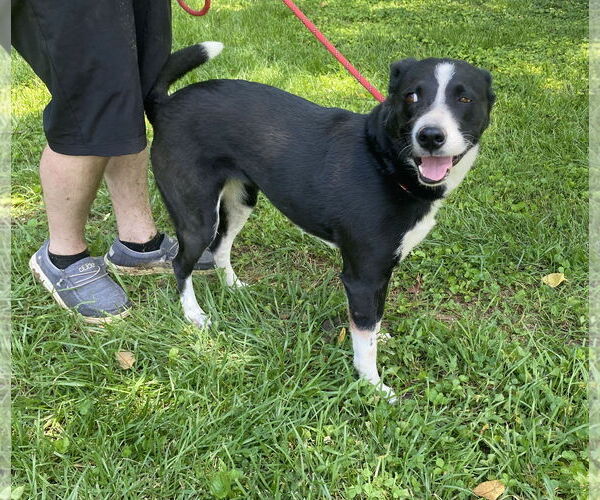 Medium Photo #4 Mutt Puppy For Sale in Sparta, TN, USA