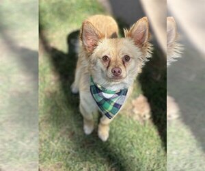 Chiranian Dogs for adoption in Phoenix, AZ, USA