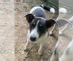 Small #1 Mutt
