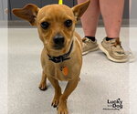 Small #2 Chihuahua Mix