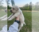 Small Photo #46 Golden Retriever Puppy For Sale in CONCORD, VA, USA