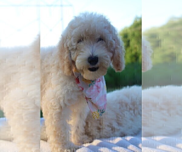 Medium Photo #26 Goldendoodle Puppy For Sale in TIMBERLAKE, NC, USA