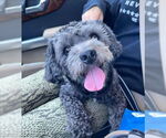 Small #2 Poodle (Miniature) Mix