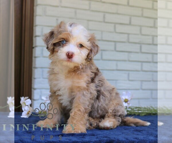 Medium Photo #3 Bernedoodle (Miniature) Puppy For Sale in NARVON, PA, USA