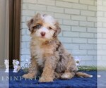 Small #2 Bernedoodle (Miniature)