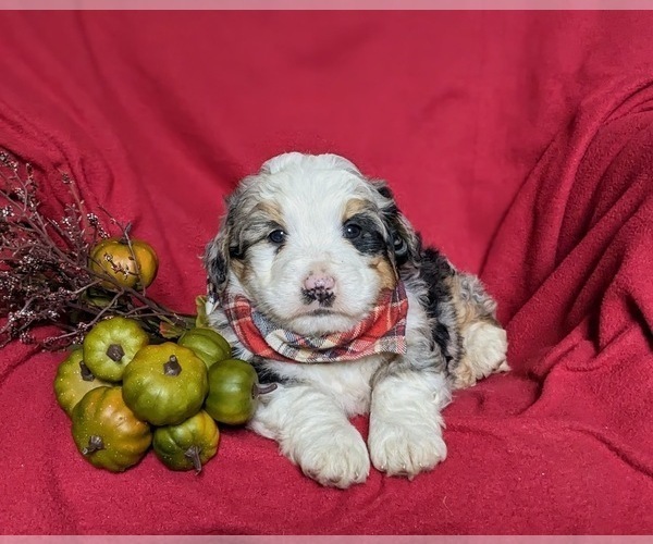 Medium Photo #6 Bernedoodle (Miniature) Puppy For Sale in COCHRANVILLE, PA, USA