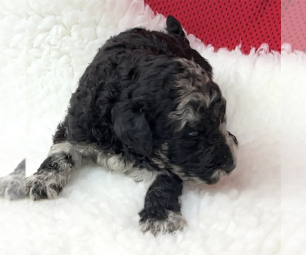 Medium Photo #6 Poodle (Standard) Puppy For Sale in COMMERCE, GA, USA