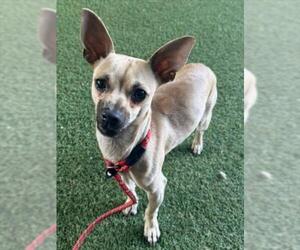 Chihuahua Dogs for adoption in Woodland, CA, USA
