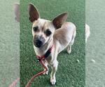Small Chihuahua