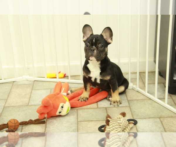 Medium Photo #3 French Bulldog Puppy For Sale in HICKORY, NC, USA