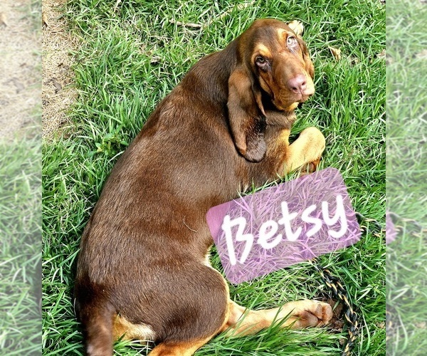 Medium Photo #2 Bloodhound Puppy For Sale in TOCCOA, GA, USA