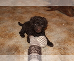 Small Photo #11 Miniature Labradoodle Puppy For Sale in MANHEIM, PA, USA