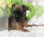 Small Photo #4 Brussels Griffon Puppy For Sale in LEXINGTON, VA, USA