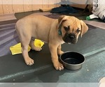 Puppy OCEAN Boxer-Bullmastiff Mix